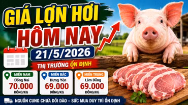 Giá lợn hơi hôm nay 21/5/2026: Miền Nam giảm nhẹ, miền Bắc đi ngang
