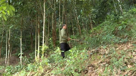 Đảng viên đi đầu trong phát triển kinh tế ở Chiềng Ken