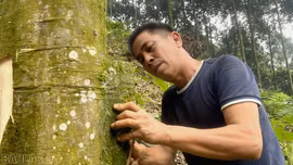 Nông dân tất bật vào mùa thu hoạch quế