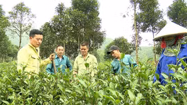 Hướng đi bền vững cho cây chè 