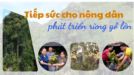 Tiếp sức cho nông dân phát triển rừng gỗ lớn