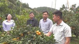 Mùa quả ngọt trên đất đồi Nghĩa Tâm