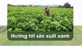 Hướng tới sản xuất xanh