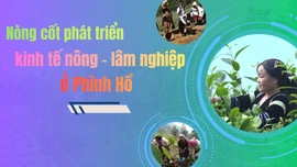 Nòng cốt phát triển kinh tế nông - lâm nghiệp ở Phình Hồ