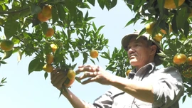 Đa dạng các hoạt động hỗ trợ nông dân