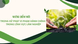 Những điểm mới trong xử phạt vi phạm hành chính trong lĩnh vực lâm nghiệp