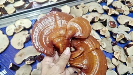 Mô hình trồng nấm linh chi GA2 của Vườn Quốc gia Hoàng Liên