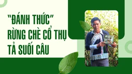 Đánh thức rừng chè cổ thụ Tả Suối Câu