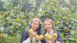 Rộn ràng trải nghiệm thu hoạch lê Nậm Pung