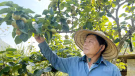 Xây dựng vùng cây ăn quả ôn đới gắn với sản phẩm OCOP