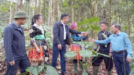 Lãnh đạo xã Hưng Khánh thăm mô hình trồng dược liệu dưới tán rừng của gia đình chị Vàng Thị Khoa, thôn Khuôn Bổ (thứ 3, phải sang).