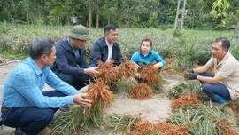 Những đảng viên tiên phong trong phát triển kinh tế ở Hưng Khánh
