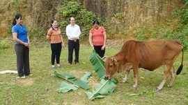 Xóa nghèo ở Yên Thành