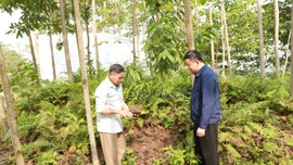 Dấu tích người Việt cổ bên suối Ngòi Nhù