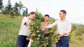 [Ảnh] Mùa quýt ngọt đầu tiên trên thảo nguyên Cốc Sâm