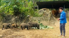 Gieo khát vọng lập nghiệp trên quê hương