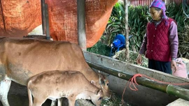 Chấn Thịnh phát triển chăn nuôi hàng hóa, tạo sinh kế bền vững 