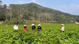Lào Cai tăng cường quản lý vật tư nông nghiệp, hướng tới sản xuất an toàn, bền vững
