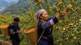 Gỡ khó cho cây sơn tra Nậm Có