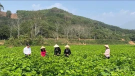 Từ “đạt chuẩn” đến “đáng sống”: Hành trình nâng tầm nông thôn mới