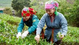 Giải pháp sản xuất chè xanh bền vững