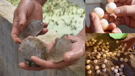 Mùa ba ba sinh sản và nỗi lo của người nuôi 