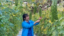 Thủ lĩnh thanh niên tiên phong khởi nghiệp