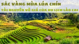 Sắc vàng mùa lúa chín – tài nguyên vô giá của du lịch Lào Cai