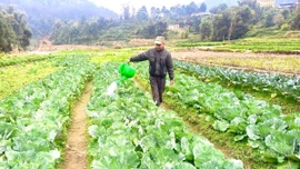 Theo Kế hoạch, tỉnh định hướng phát triển sản xuất trồng trọt theo hướng sinh thái, hiện đại, phát thải thấp.