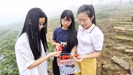 Hấp dẫn trải nghiệm hái dâu tây, ngắm hoa hồng ở Y Tý