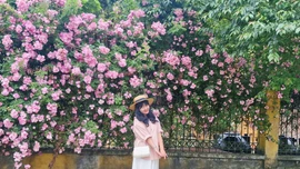 Mùa hoa tầm xuân nở rực rỡ giữa đại ngàn Y Tý
