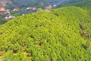 Lào Cai phấn đấu đến năm 2030, tổng giá trị ngành hàng dược liệu sau chế biến đạt trên 2.000 tỷ đồng
