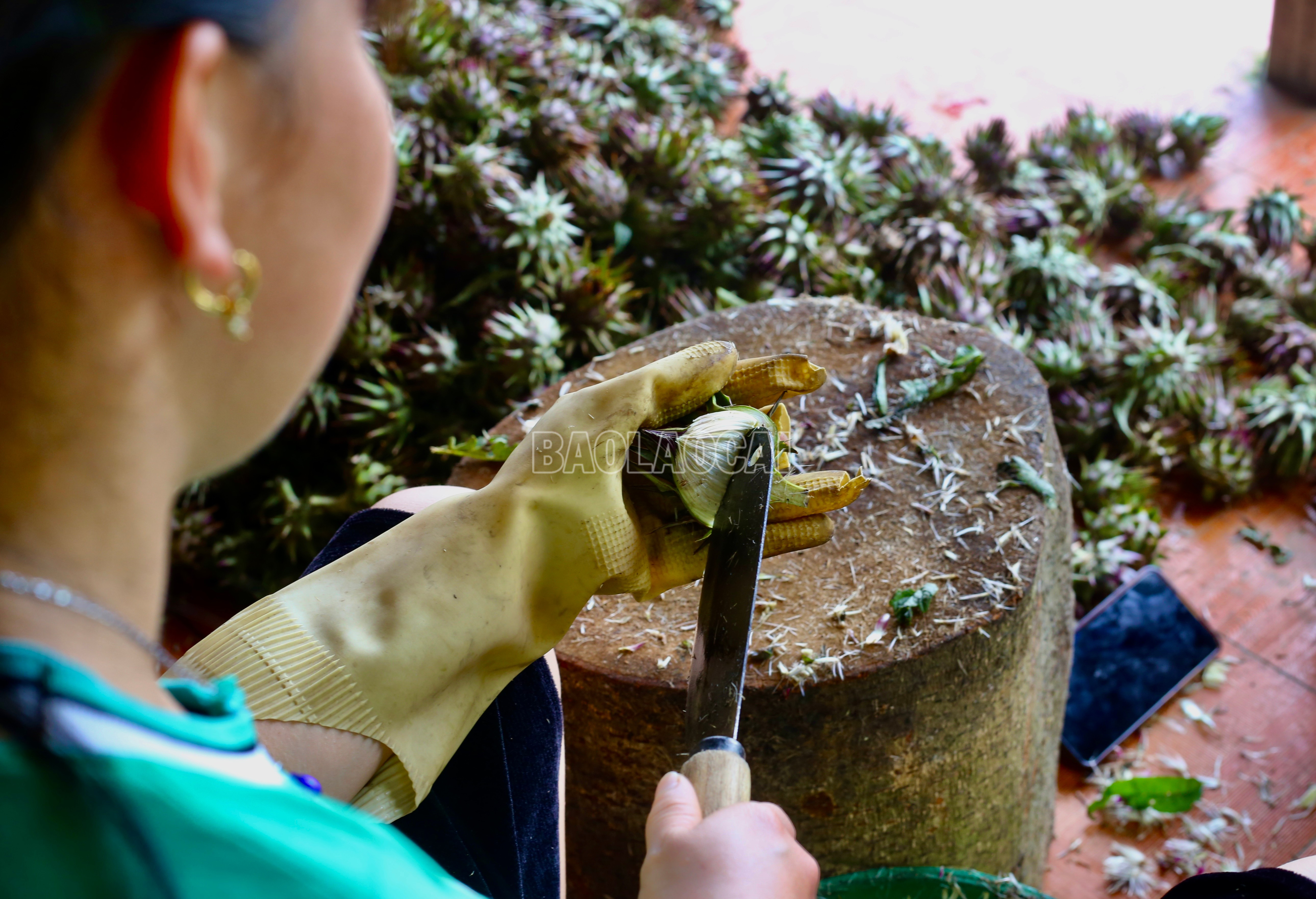 Sau khi thu hoạch, bà con thái hoa rồi đem sấy, tạo ra sản phẩm để bán cho thương lái. baolaocai-c_img-0292.jpg