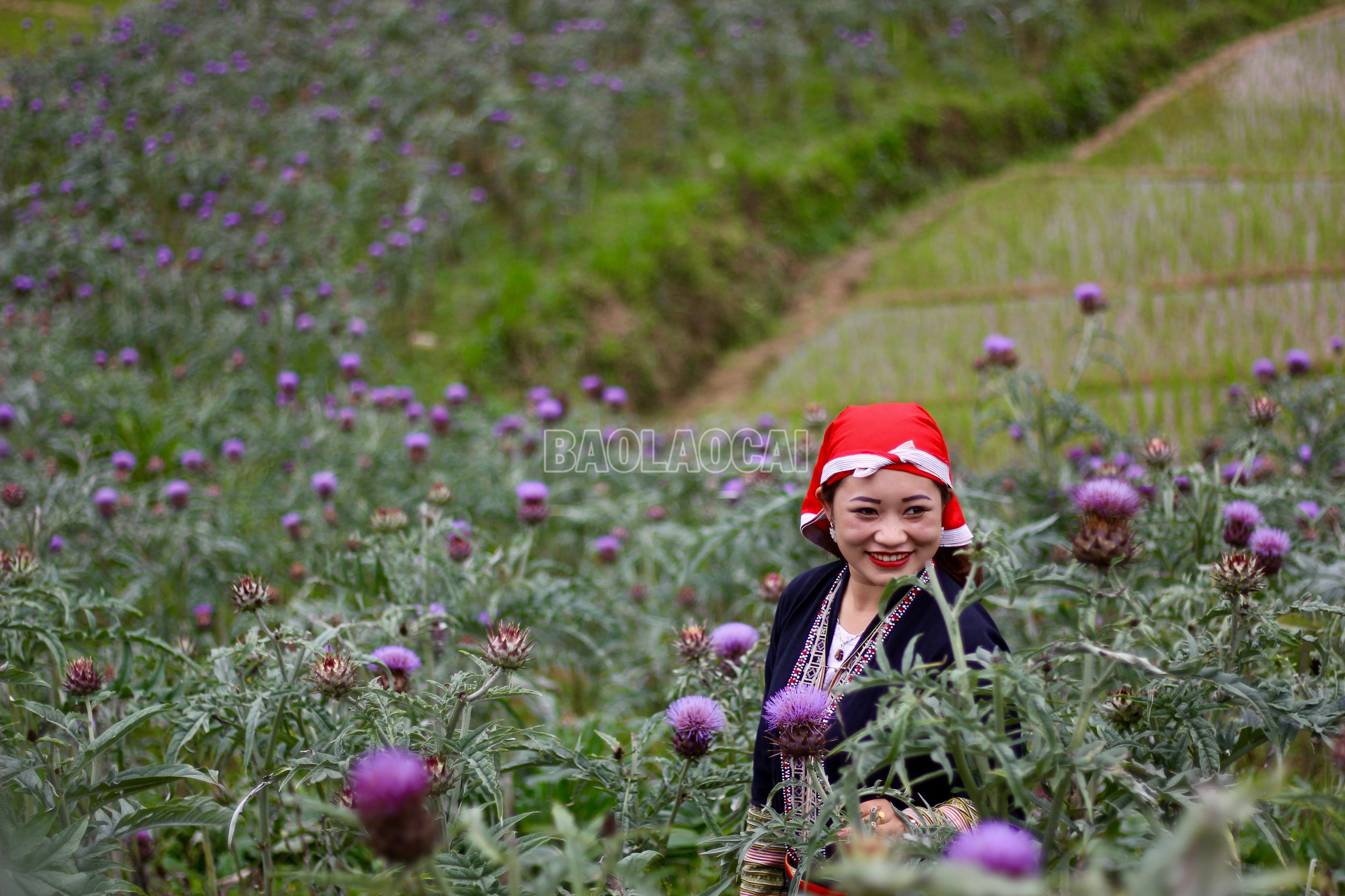 baolaocai-c_img-3486.jpg