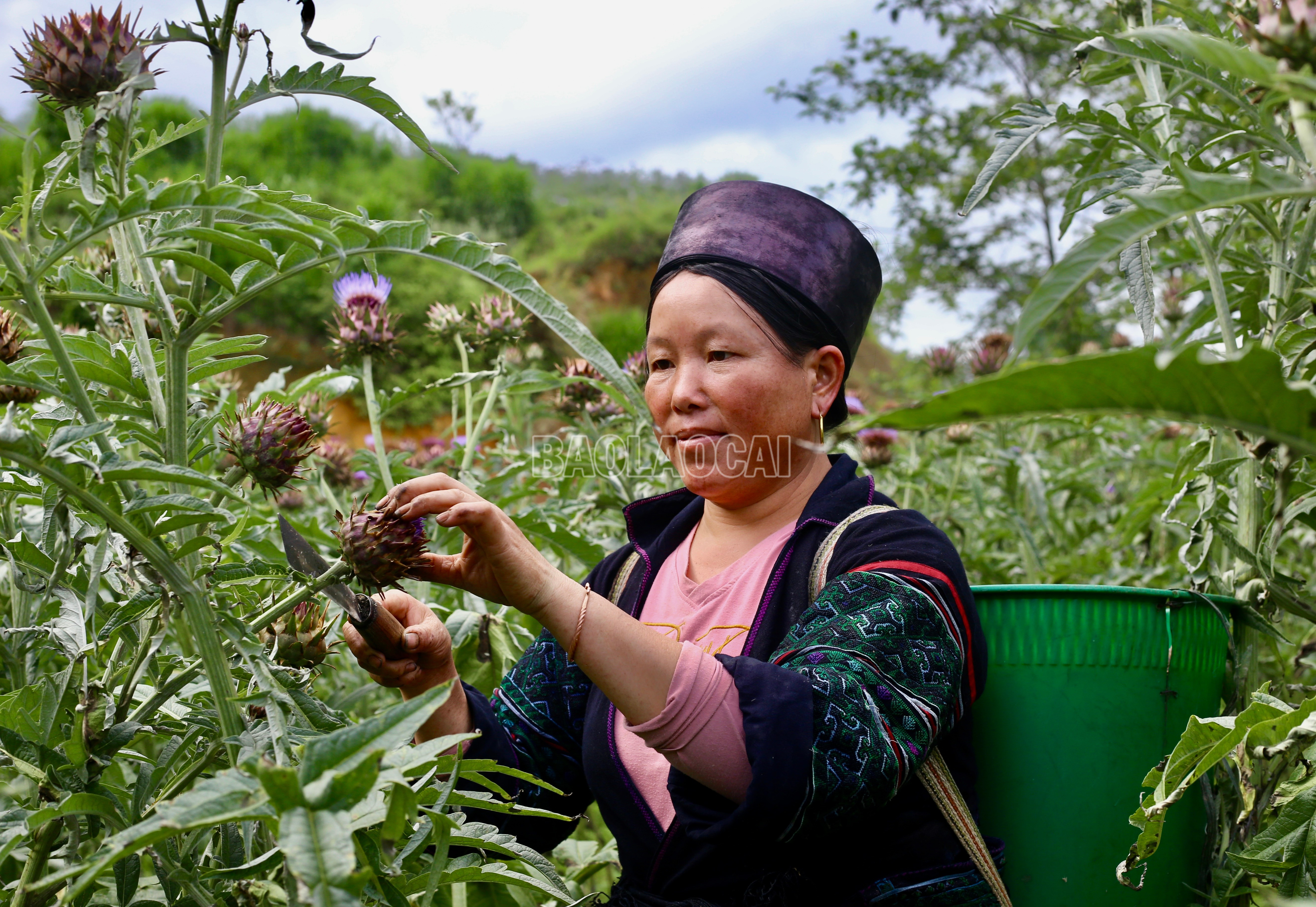 Nông dân thu hoạch hoa atiso. baolaocai-c_img-0308.jpg