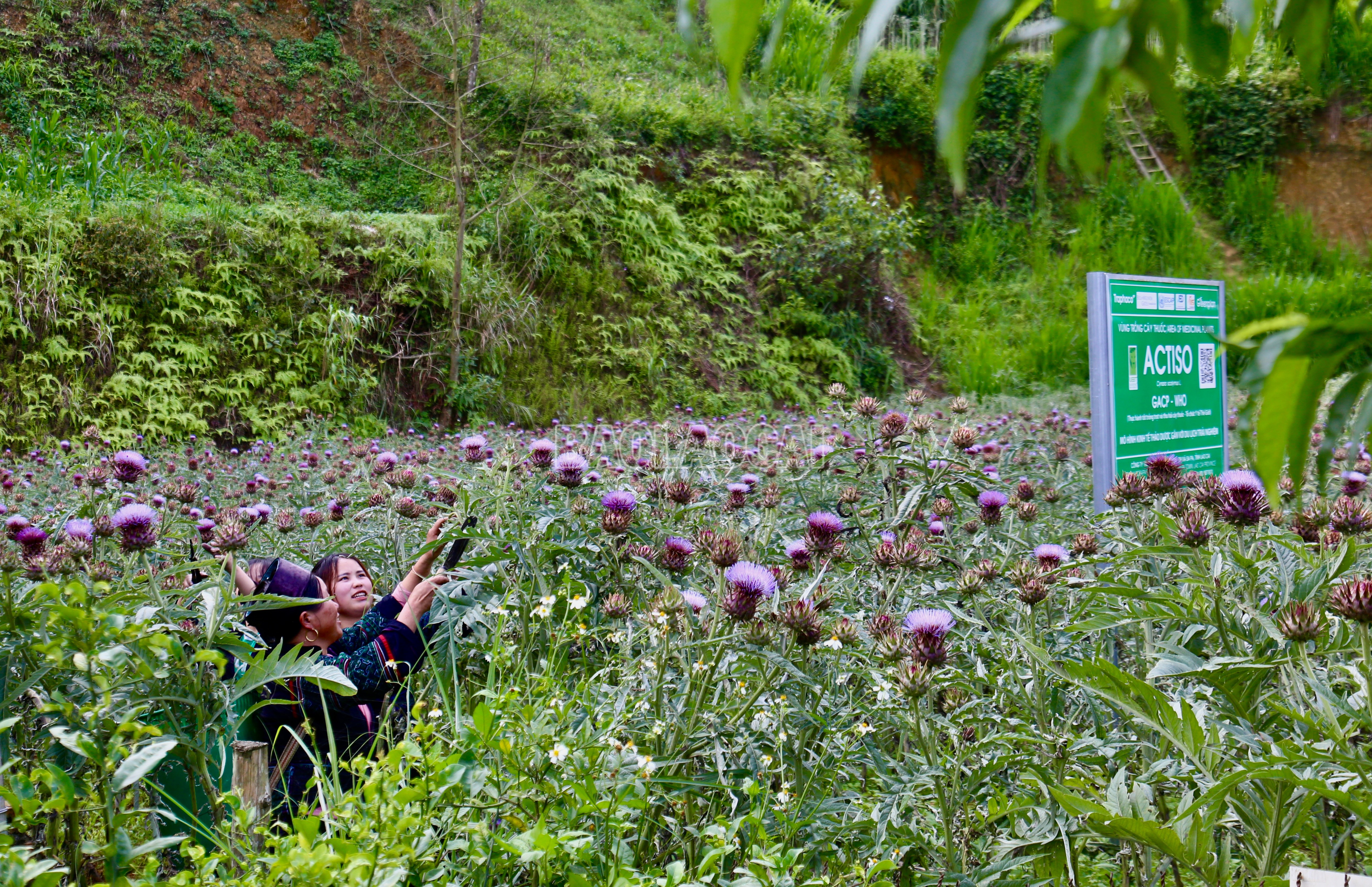 Atiso bạt ngàn trải rộng trên những triền đồi tại phường Sa Pả, phường Hàm Rồng, xã Tả Phìn (thị xã Sa Pa). baolaocai-c_img-0358.jpg