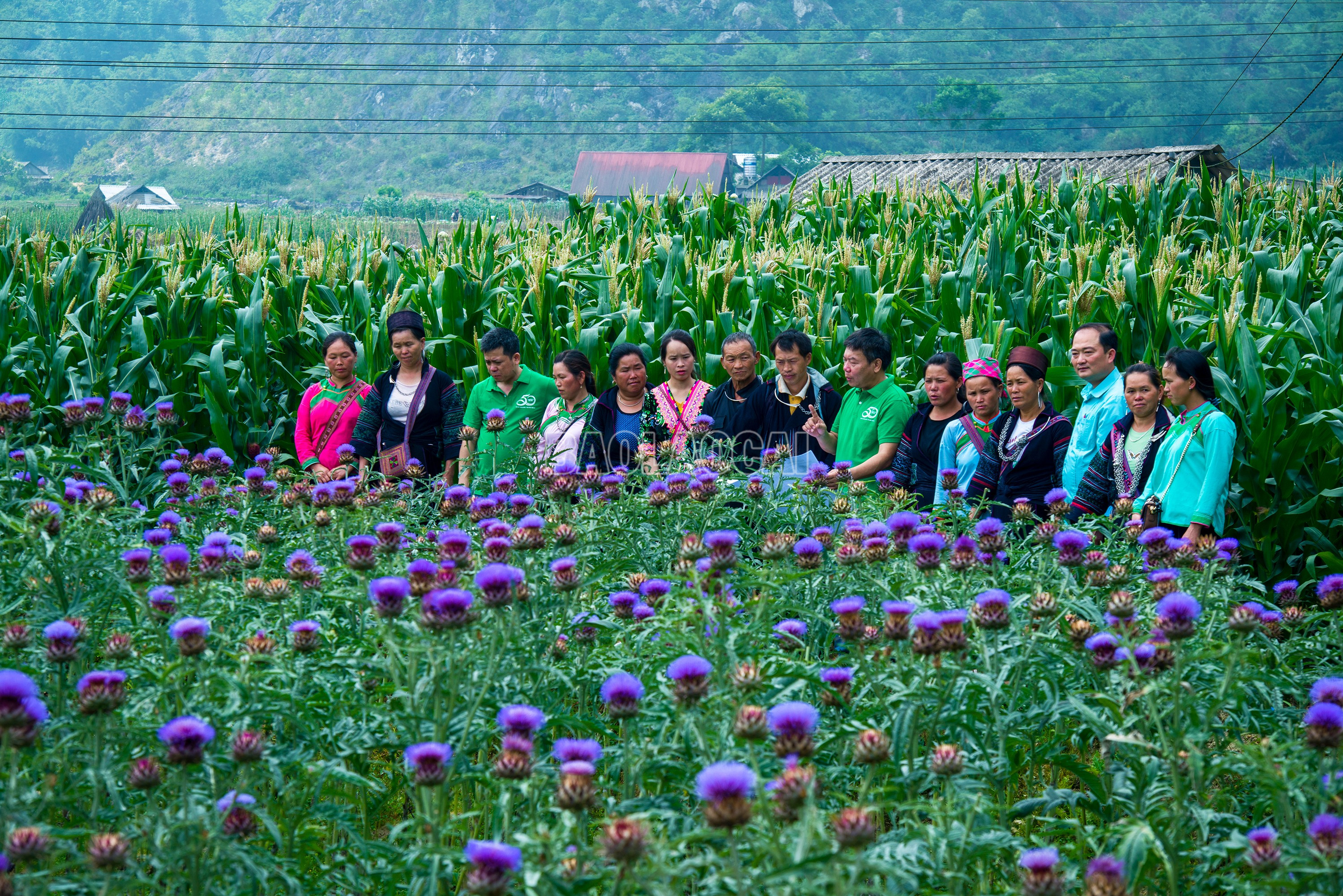 Hiện nay, Sa Pa có khoảng hơn 50 ha cây atiso, chủ yếu được trồng ở xã Tả Phìn, phường Sa Pả, phường Hàm Rồng của thị xã Sa Pa. Khi trồng loại cây này, người dân được chính quyền địa phương cùng Công ty TNHH MTV Traphaco Sa Pa đào tạo, tập huấn và thu mua trực tiếp, tạo nguồn kinh tế ổn định. baolaocai-c_img-3485.jpg