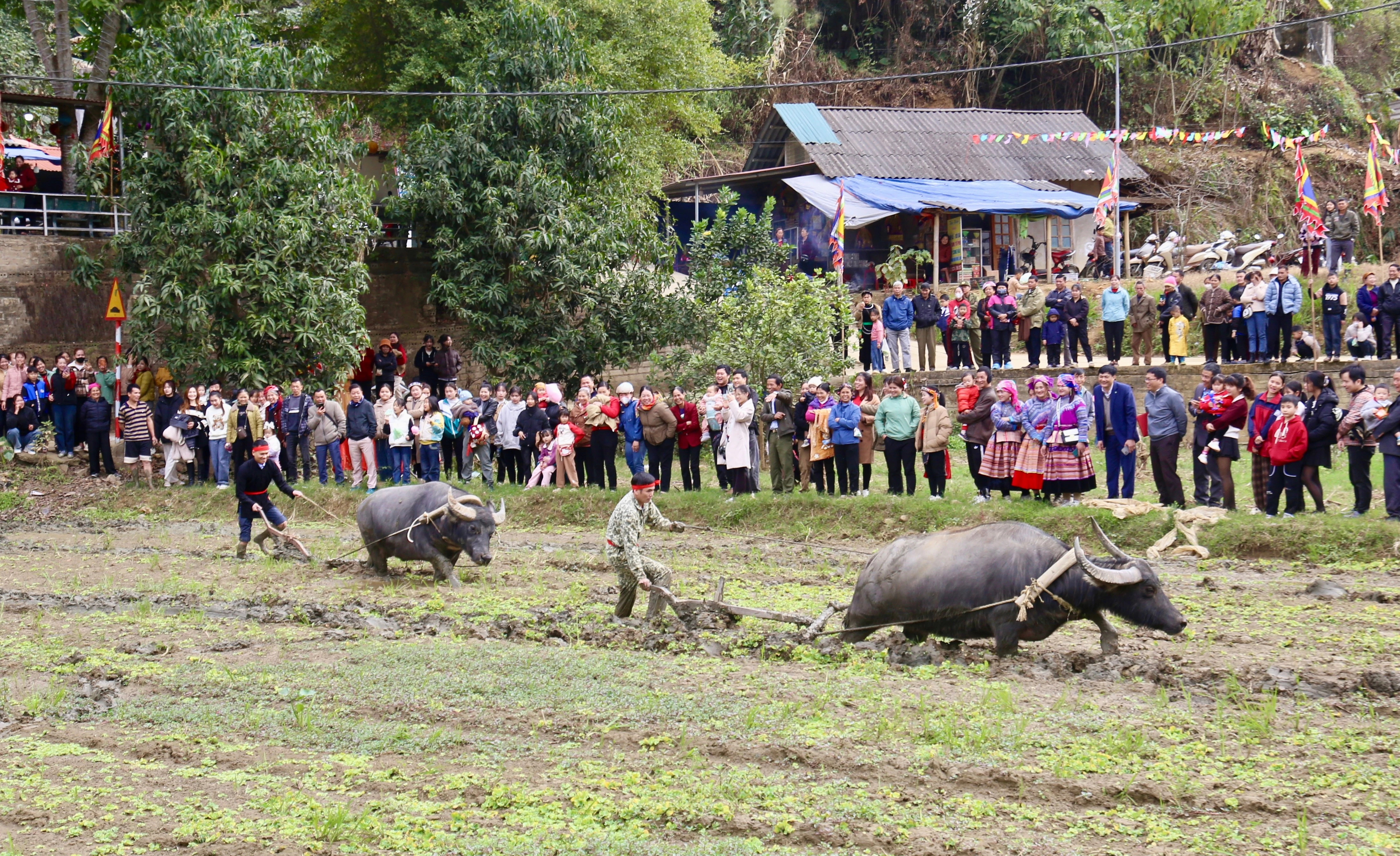 Tổ chức hội thi cày ruộng.