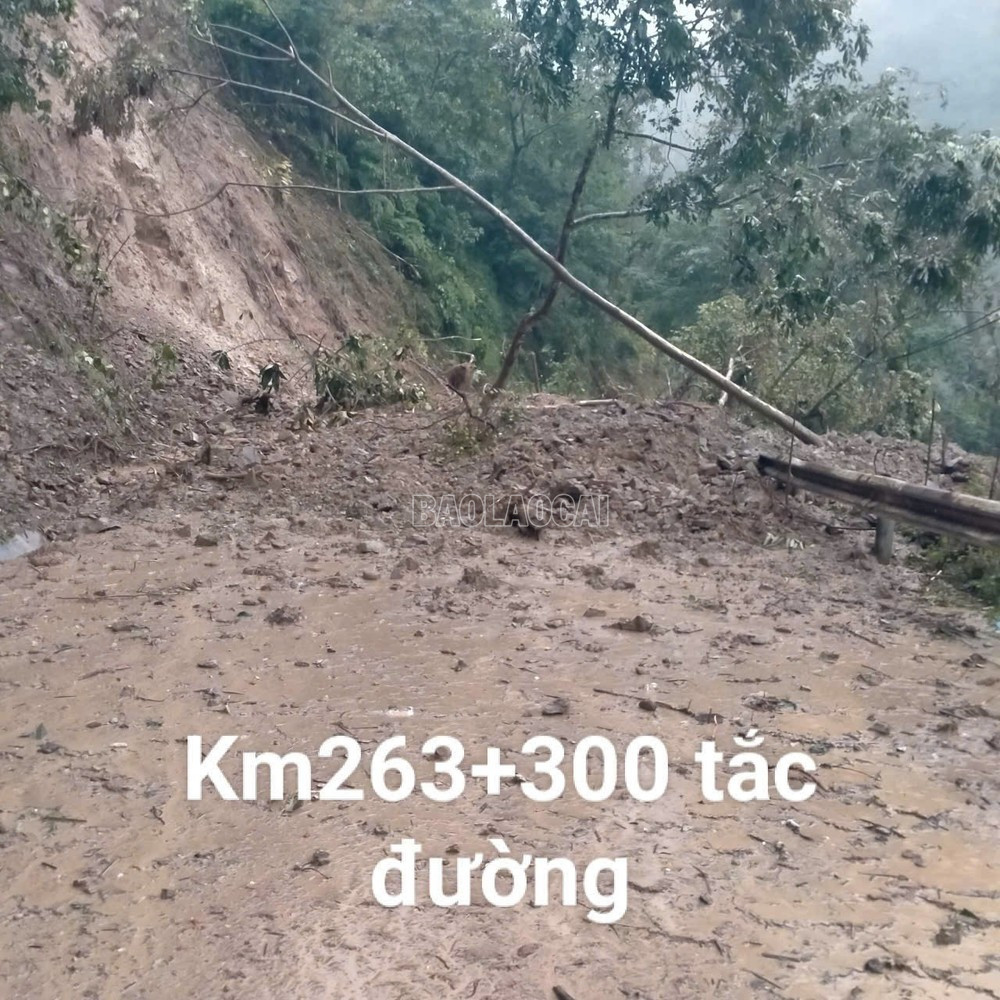 baolaocai-c_img-7534.jpg