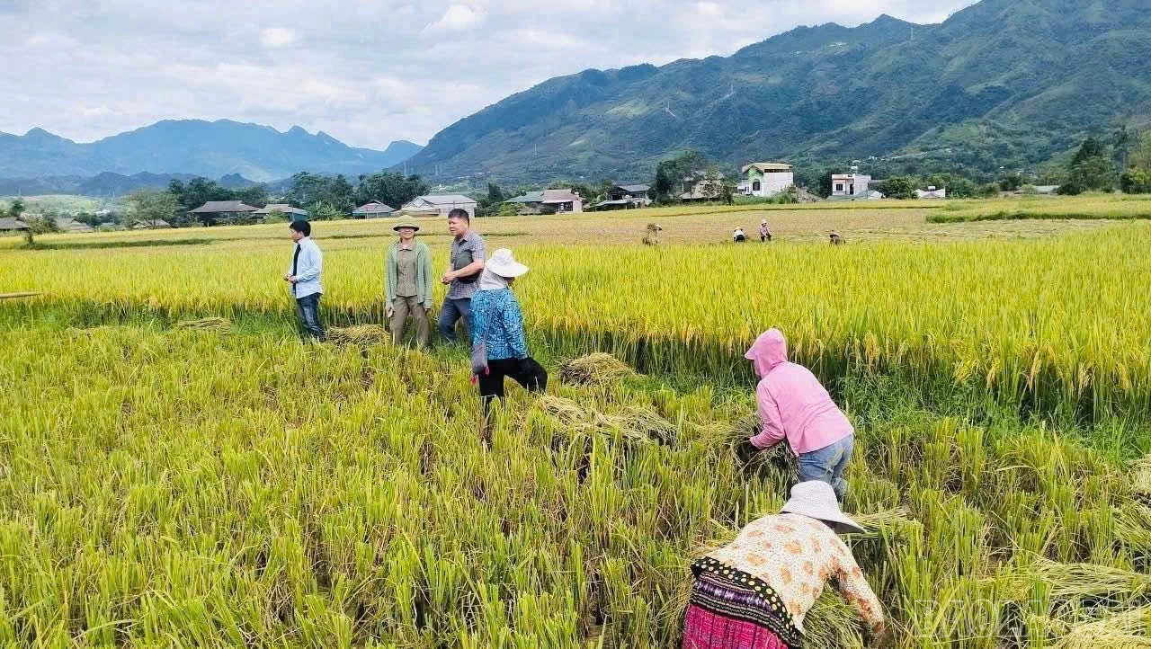 Người dân cơ bản đã thu hoạch xong 865 ha lúa mùa.