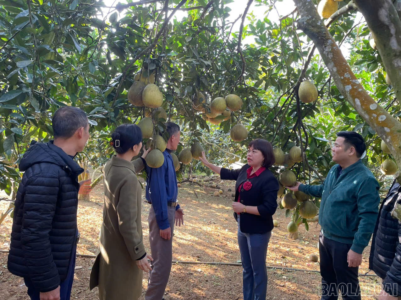 A Trung Tam kerület vezetői megtekintettek egy hatékony zöld pomelo termesztési modellt a környéken. baolaocai-br_z7314107529990-205c29c4839deec1abf871e74bdfb96e.jpg