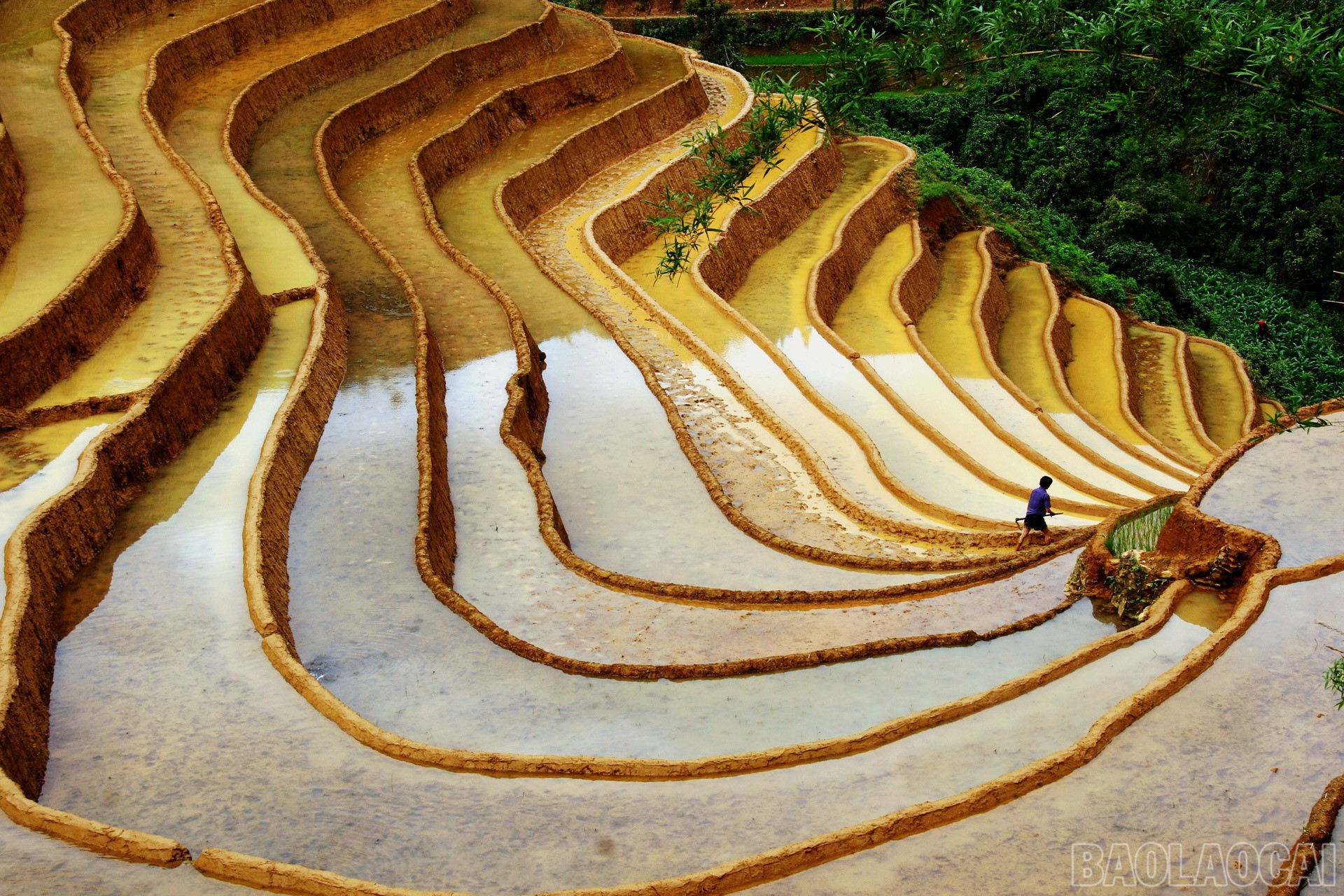 baolaocai-br_img-5551.jpg