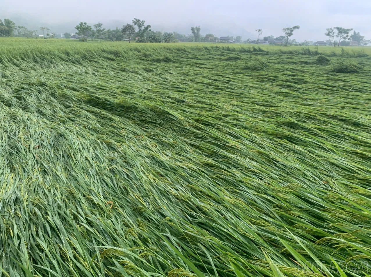 Lúa mùa trên địa bàn phường bị thiệt hại nặng nề do mưa lớn