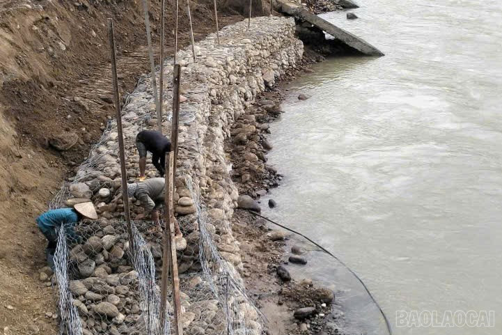 Gia cố tạm thời bằng rọ đá tại khu vực đầu cầu treo nơi có hơn 40 hộ dân sinh sống baolaocai-br_5.jpg