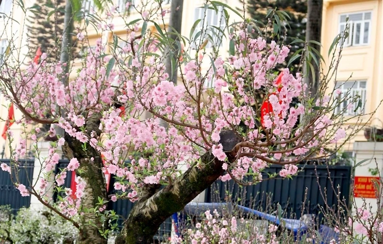 Ảnh minh họa: Phạm Cường