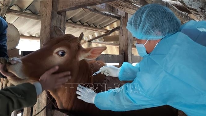 Cục Thú y đề nghị các địa phương liên quan khẩn trương tổ chức tiêm phòng cho đàn gia súc có nguy cơ cao để phòng bệnh Nhiệt thán. Cục Thú y đề nghị các địa phương liên quan khẩn trương tổ chức tiêm phòng cho đàn gia súc có nguy cơ cao để phòng bệnh Nhiệt thán.