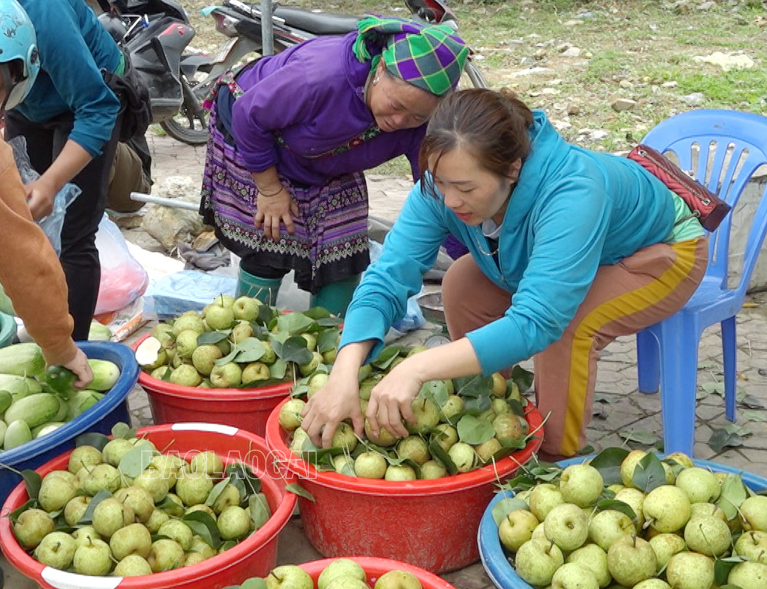 Quả lê được bày bán tại chợ địa phương. s3.jpg