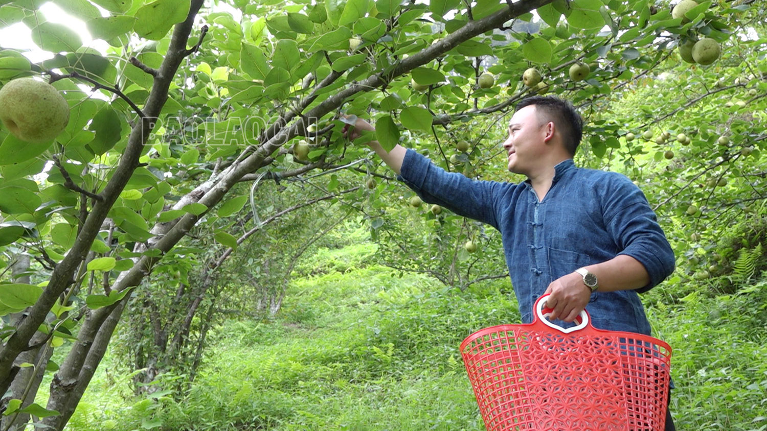 Nông dân Si Ma Cai thu hoạch lê. s1.jpg