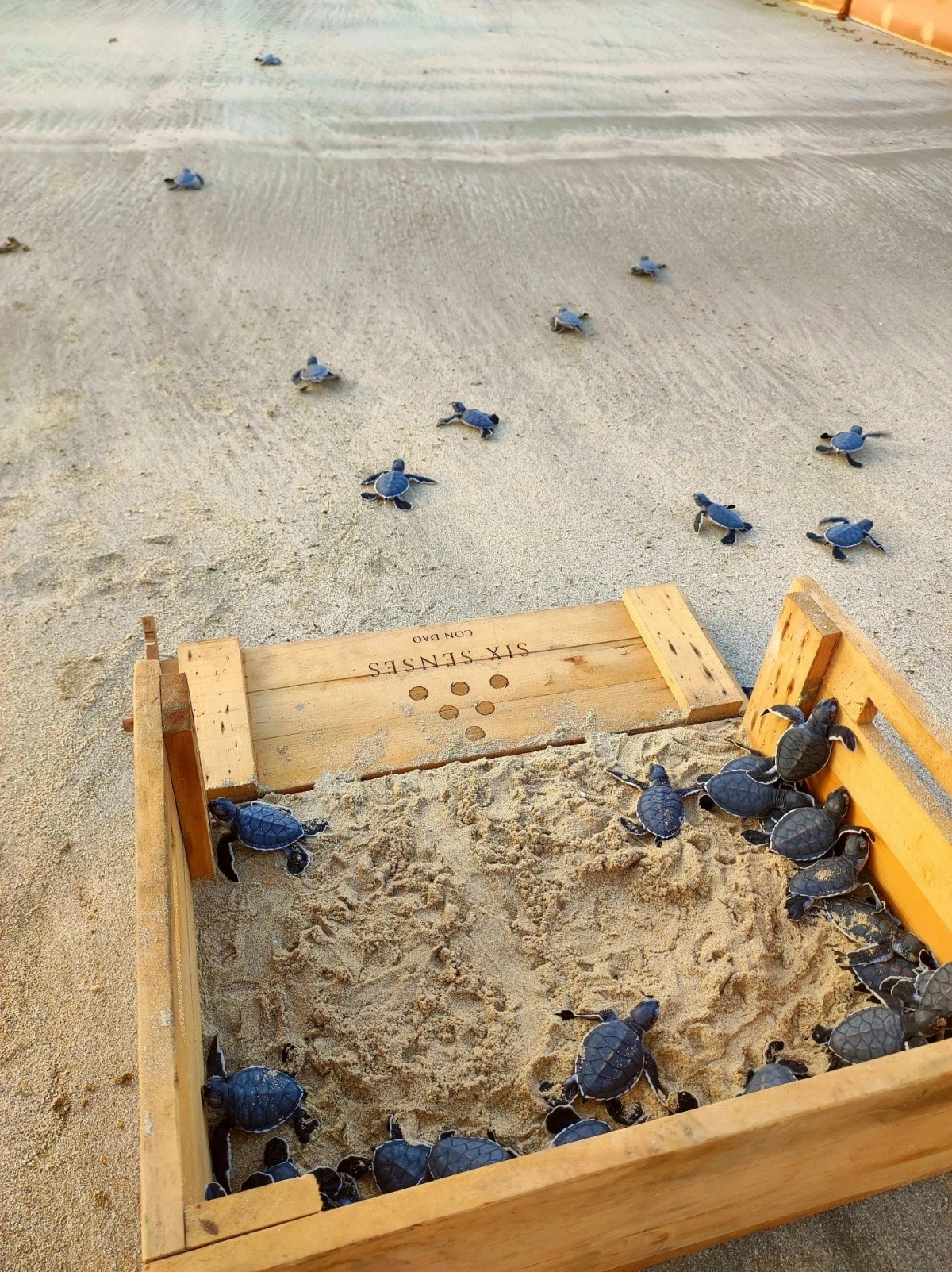 Nuôi ấp và thả rùa về đại dương là hoạt động độc đáo tại khu nghỉ dưỡng Six Senses Côn Đảo.