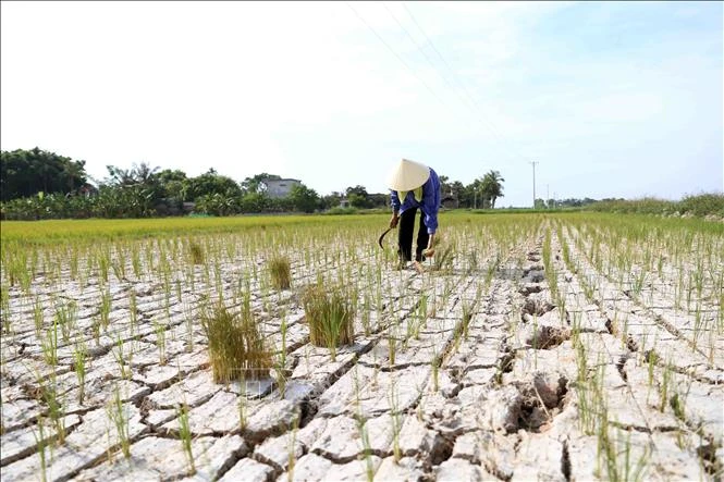 Ruộng bị nứt nẻ, cây lúa thì chết khô từ nhiều ngày nay ở xã Quảng Nhân, huyện Quảng Xương (Thanh Hoá). Ảnh: Vũ Sinh/TTXVN